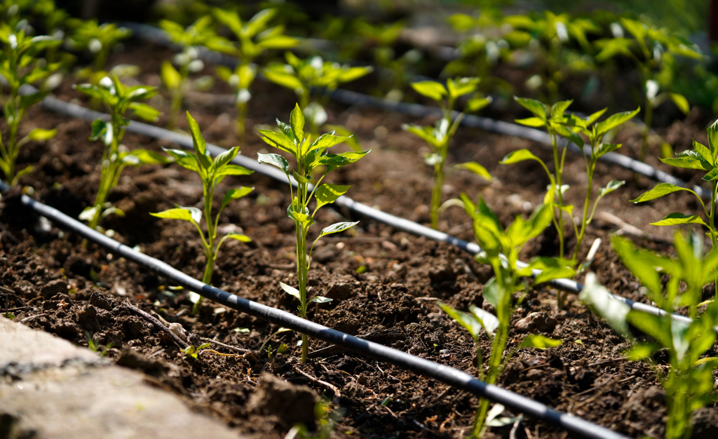 Piantine verdi allineate ordinatamente su un terreno fertile, con tubicini di irrigazione a goccia posizionati strategicamente per garantire una somministrazione precisa dell'acqua alle radici delle piante per il risparmio idrico.